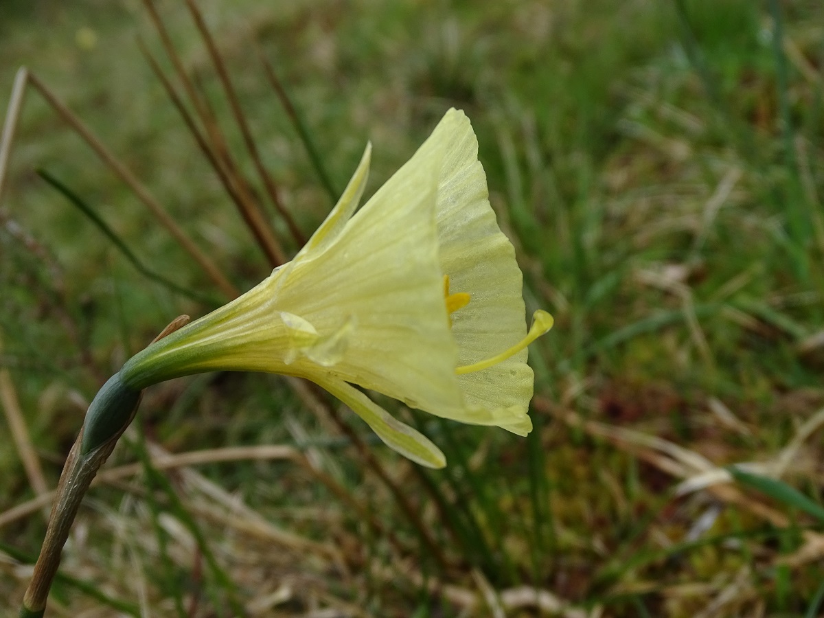 Narcissus gigas (Amaryllidaceae)